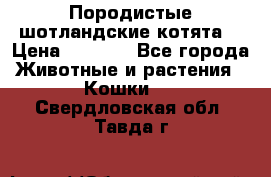 Породистые шотландские котята. › Цена ­ 5 000 - Все города Животные и растения » Кошки   . Свердловская обл.,Тавда г.